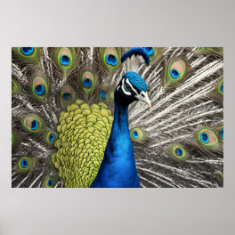 Beautiful Peacock Poster