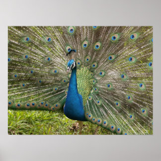 Beautiful Peacock Poster