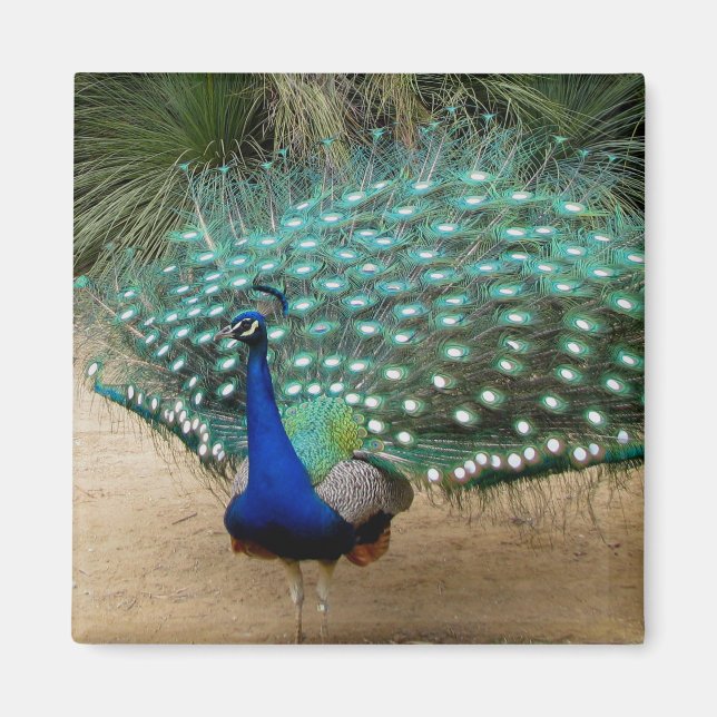 Beautiful Peacock Refrigerator Magnet (Front)