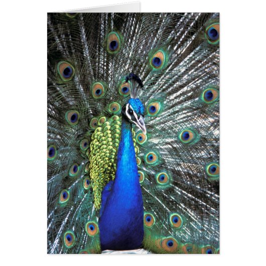 Beautiful peacock spreading colorful feathers (Front)