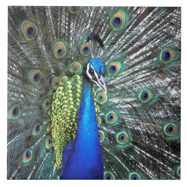 Beautiful peacock spreading colorful feathers ceramic tile (Front)