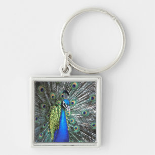 Beautiful peacock spreading colorful feathers keychain