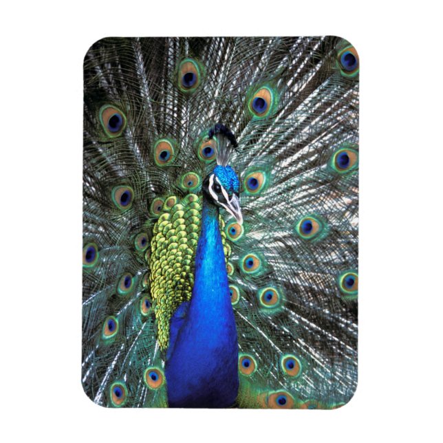 Beautiful peacock spreading colorful feathers magnet (Vertical)