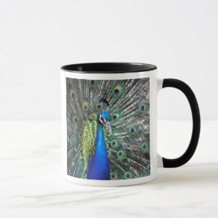 Beautiful peacock spreading colorful feathers mug