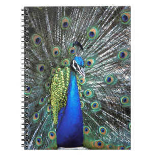 Beautiful peacock spreading colorful feathers notebook