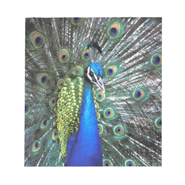 Beautiful peacock spreading colorful feathers notepad (Front)