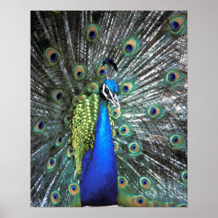 Beautiful peacock spreading colorful feathers poster