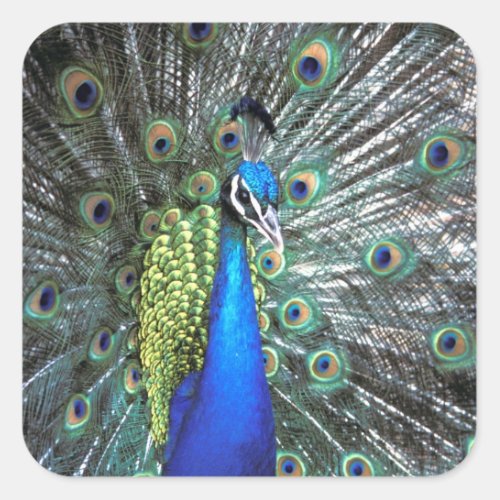 Beautiful peacock spreading colorful feathers square sticker