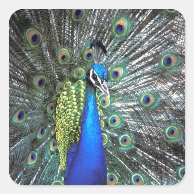 Beautiful peacock spreading colorful feathers square sticker (Front)