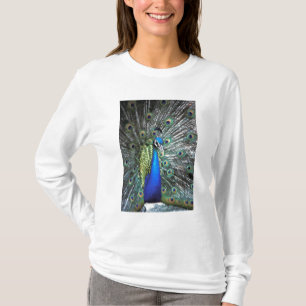 Beautiful peacock spreading colorful feathers T-Shirt