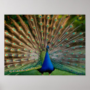 Beautiful Peacock Stock Photos Poster