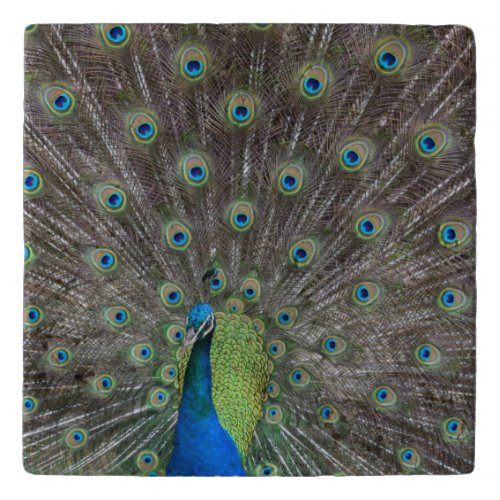Beautiful Peacock    Trivet