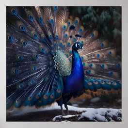 Beautiful Peacock with Colorful Feathers Tail Bird Poster