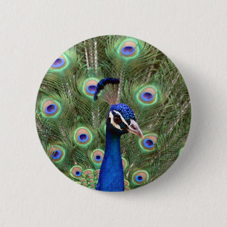 Beautiful peacock with its colorful tail opened pinback button