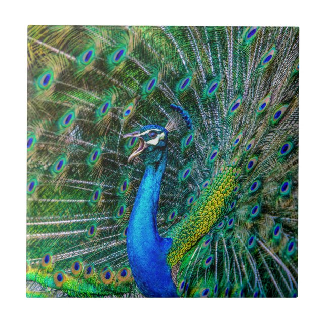 Beautiful Peacock with Open Feathers Ceramic Tile (Front)