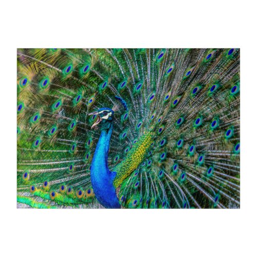 Beautiful Peacock with Open Tail Feathers Acrylic Print