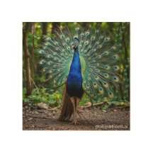 beautiful peacock