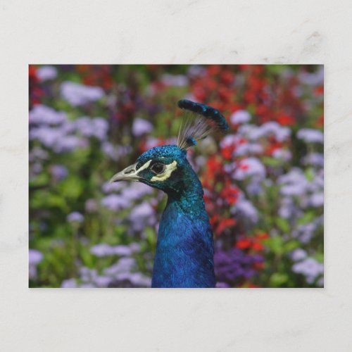 Beautiful Peafowl Portrait Postcard