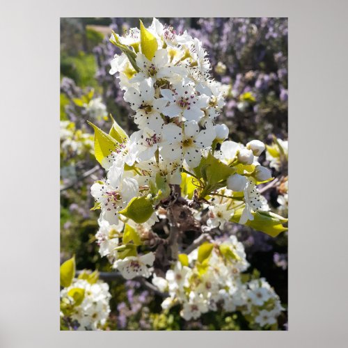 Beautiful Pear Tree Blossom Flower Garden Poster