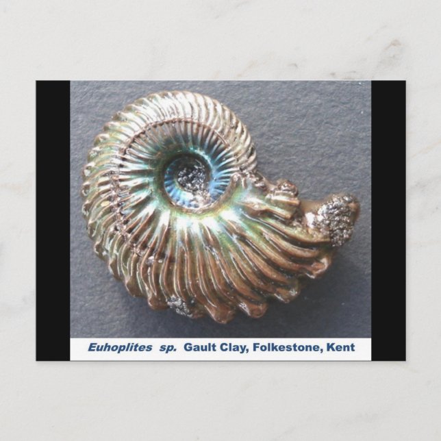 Beautiful pearly shelled ammonite fossil postcard (Front)