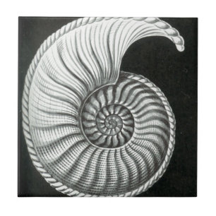 Beautiful pencil drawing of Amaltheus ammonite Ceramic Tile