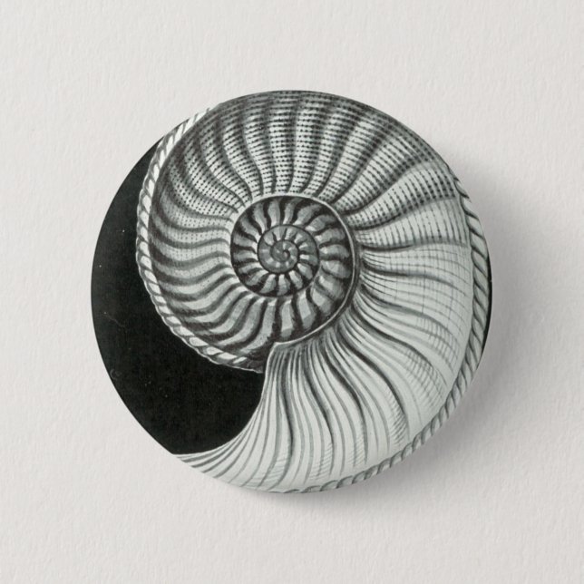 Beautiful pencil drawing of Amaltheus ammonite Pinback Button (Front)