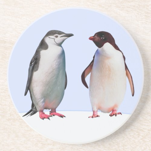 Beautiful Penguin Bird Couple on Light Blue Coaster