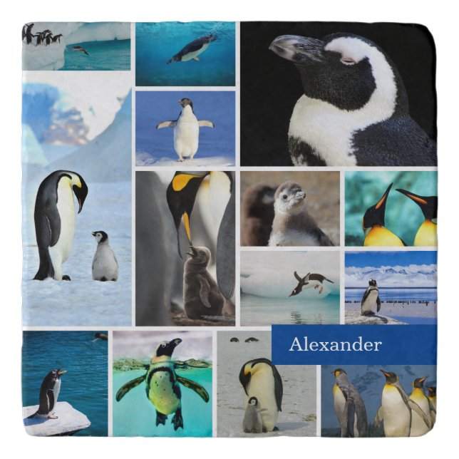 Beautiful Penguin Photo Collage with First Name Trivet (Front)