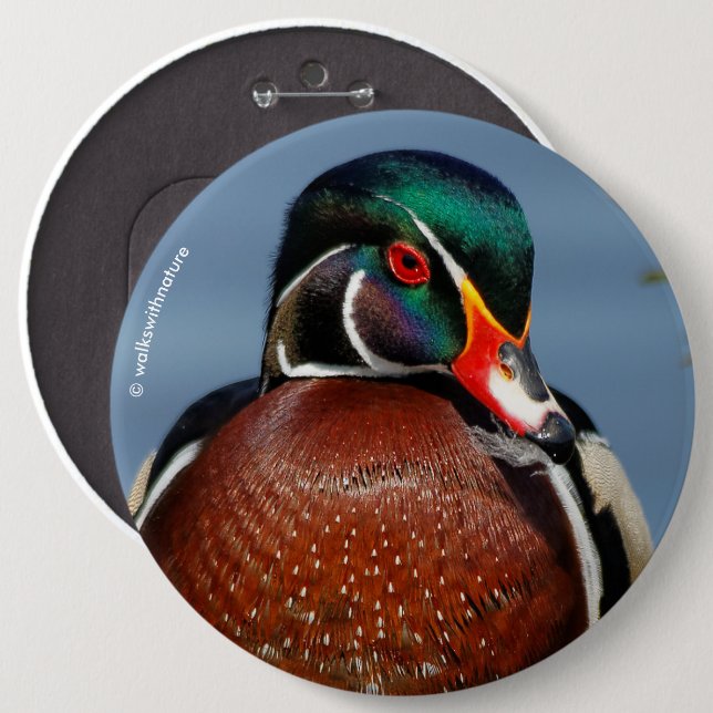 Beautiful Pensive Wood Duck in the Marsh Button (Front & Back)