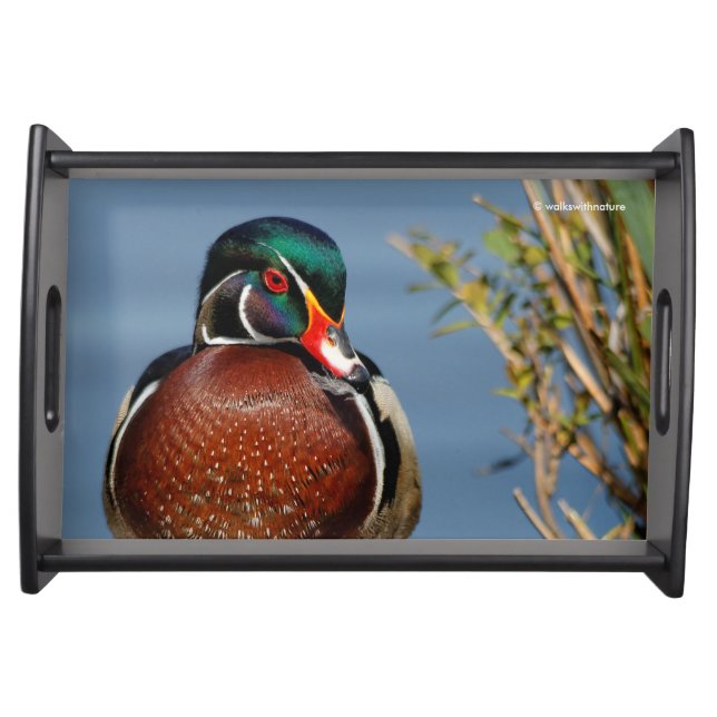 Beautiful Pensive Wood Duck in the Marsh Serving Tray (Front)