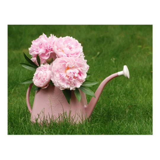 Beautiful Peonies In A Watering Can Postcard Zazzle Beautiful Peonies In A Watering Can Postcard
