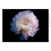 Beautiful Peony Floral Photo (Front Horizontal)