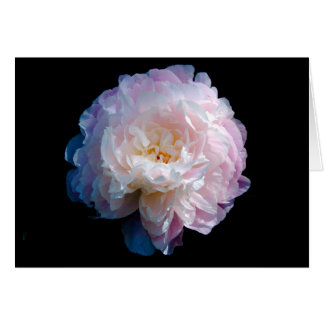 Beautiful Peony Floral Photo Cards