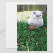 Beautiful Persian (Front/Back)