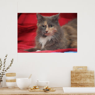 Beautiful Pet Cat Relaxing Against Red Background Poster