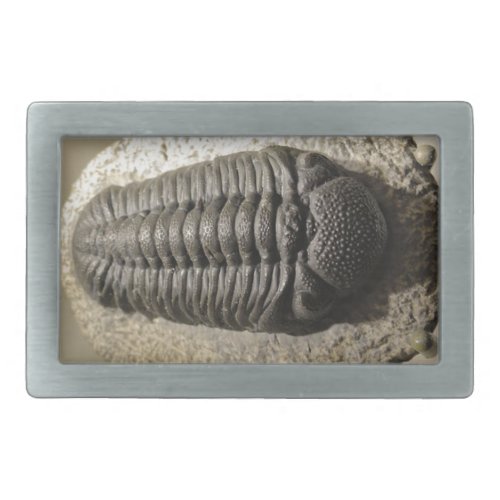 Beautiful Phacops trilobite fossil photo Belt Buckle