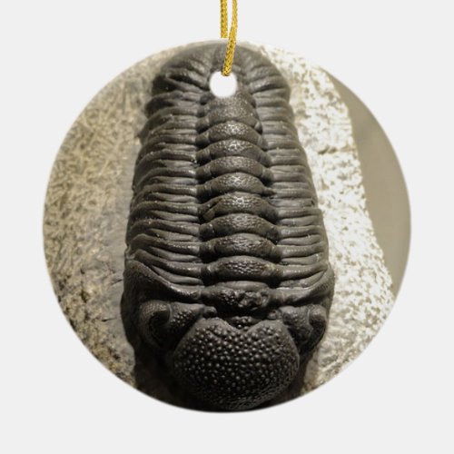 Beautiful Phacops trilobite fossil photo Ceramic Ornament