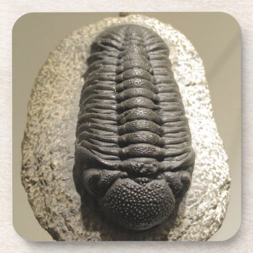 Beautiful Phacops trilobite fossil photo Coaster
