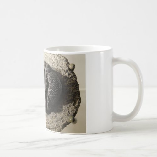 Beautiful Phacops trilobite fossil photo Coffee Mug