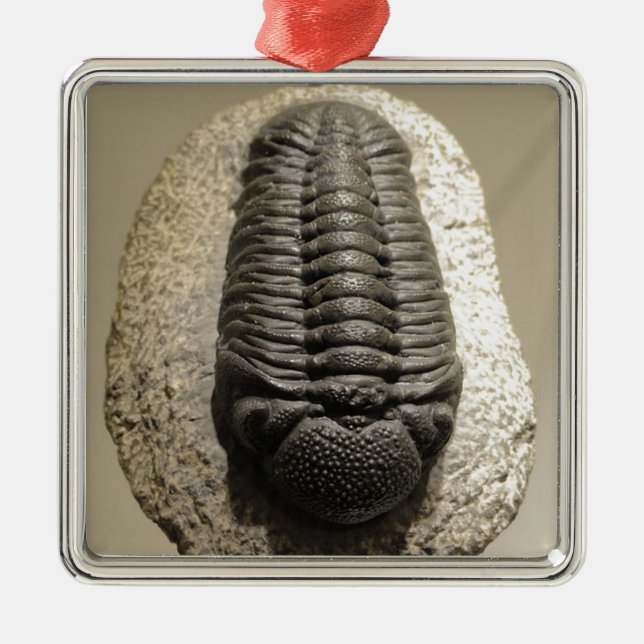 Beautiful Phacops trilobite fossil photo Metal Ornament (Front)