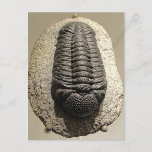 Beautiful Phacops trilobite fossil photo Postcard