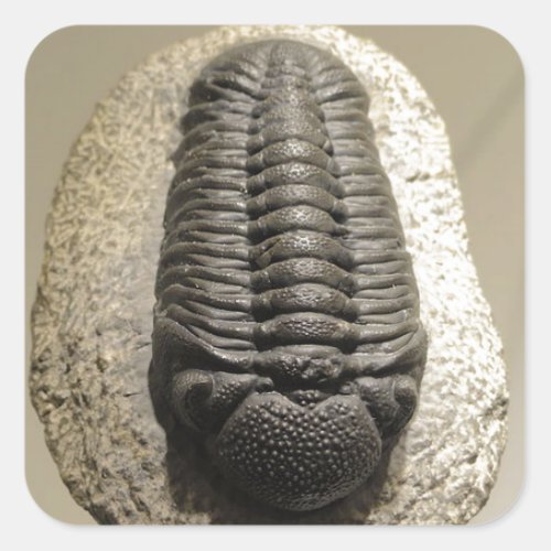 Beautiful Phacops trilobite fossil photo Square Sticker