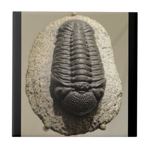 Beautiful Phacops trilobite fossil photo Tile