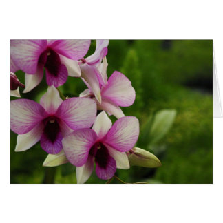 Beautiful Phalaenopsis Cards