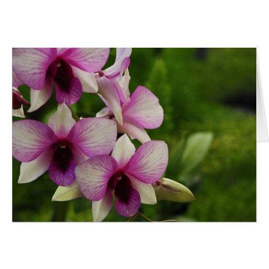 Beautiful Phalaenopsis Cards (Front Horizontal)