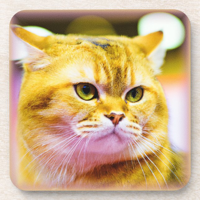 Beautiful Photo of a Cute Cat . Buy Now Beverage Coaster (Front)