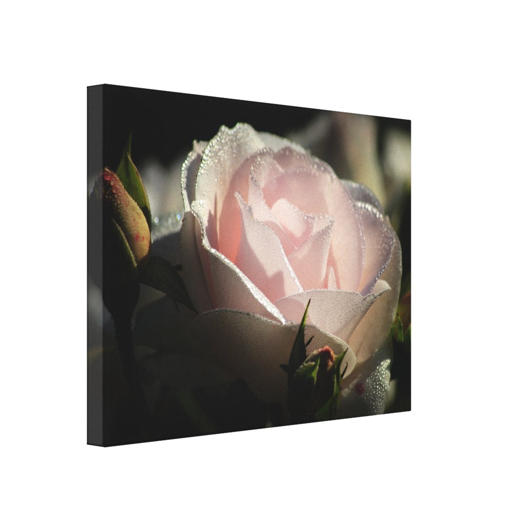 Beautiful Photo of Soft Pink Rose Canvas Print | Zazzle