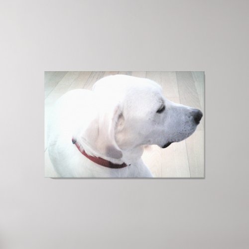 Beautiful Photo of White Labrador Mix Dog Profile  Canvas Print