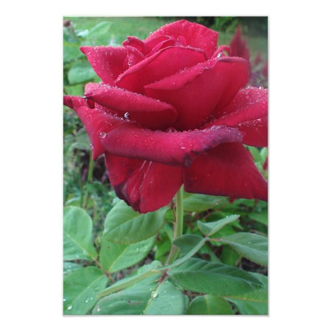 Beautiful Photo Print of a Red Rose with Raindrops (Front)