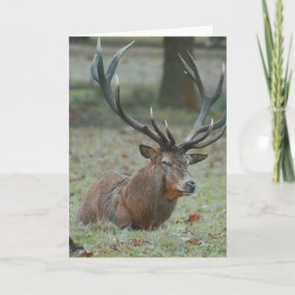 Beautiful photography of a buck blank card